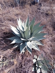 Agave applanata