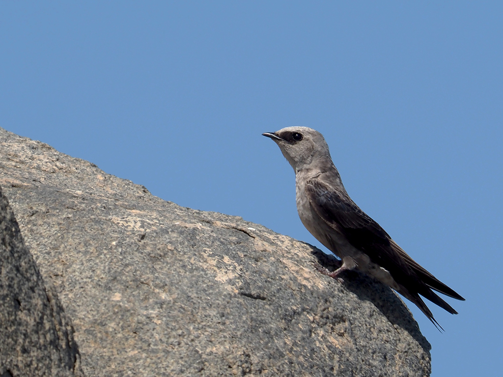 Peruvian Martin photo