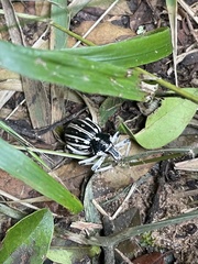 Brachycerus albotectus