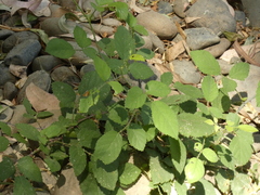 Rubus ulmifolius