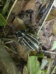 Brachycerus albotectus