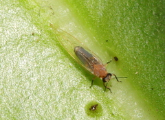 Psylloidea