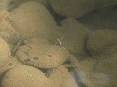 Aquarius chilensis