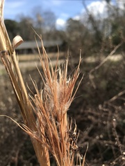 Andropogon glomeratus