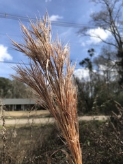Andropogon glomeratus