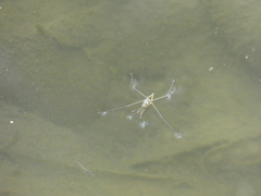 Aquarius chilensis