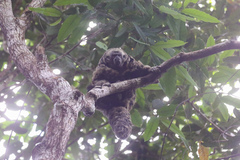 Pithecia mittermeieri