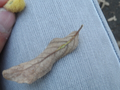 Striatoandricus georgei