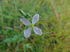 Raphanus raphanistrum