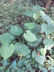 Piper umbellatum