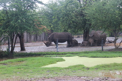 Ceratotherium simum