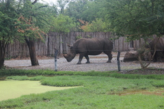 Ceratotherium simum