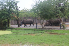 Ceratotherium simum