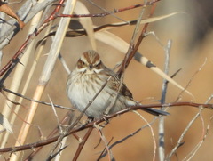 Emberiza schoeniclus