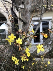 Jasminum nudiflorum