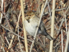 Emberiza schoeniclus