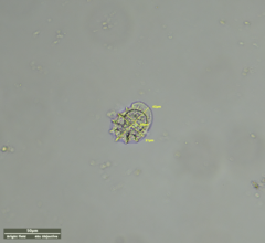 Odontochlamys gouraudi