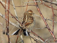 Emberiza schoeniclus