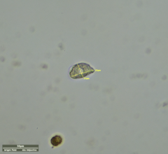 Odontochlamys gouraudi