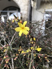 Jasminum nudiflorum