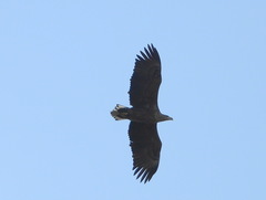 Haliaeetus albicilla