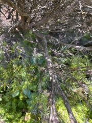 Leucopogon parviflorus