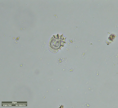Odontochlamys gouraudi