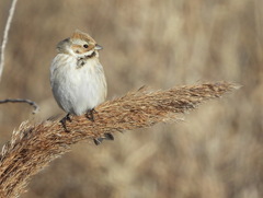 Emberiza schoeniclus