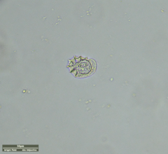 Odontochlamys gouraudi