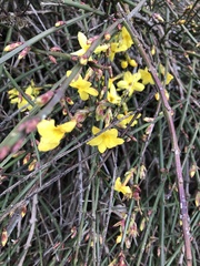 Jasminum nudiflorum