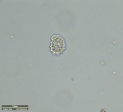 Odontochlamys gouraudi