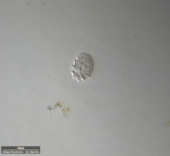 Odontochlamys gouraudi