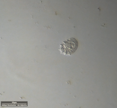 Odontochlamys gouraudi