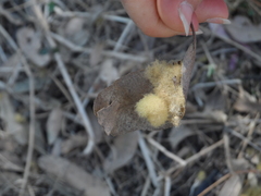 Striatoandricus georgei