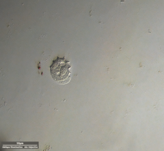 Odontochlamys gouraudi