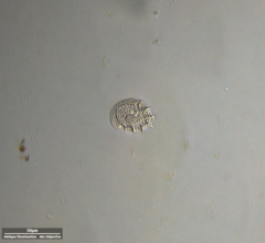 Odontochlamys gouraudi