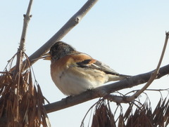 Fringilla montifringilla