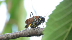 Scaphura elegans