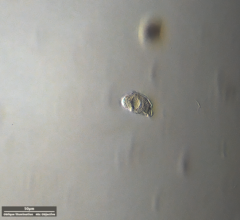 Odontochlamys gouraudi