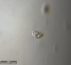 Odontochlamys gouraudi