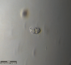 Odontochlamys gouraudi