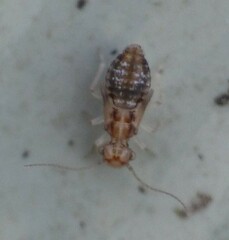 Ectopsocus petersi