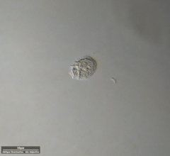 Odontochlamys gouraudi