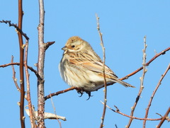 Emberiza schoeniclus
