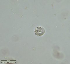 Odontochlamys gouraudi