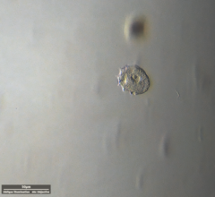 Odontochlamys gouraudi