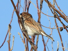 Emberiza schoeniclus