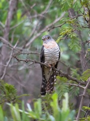 Cuculus solitarius