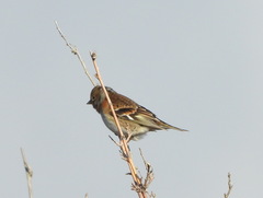 Fringilla montifringilla