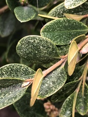 Eurytetranychus buxi